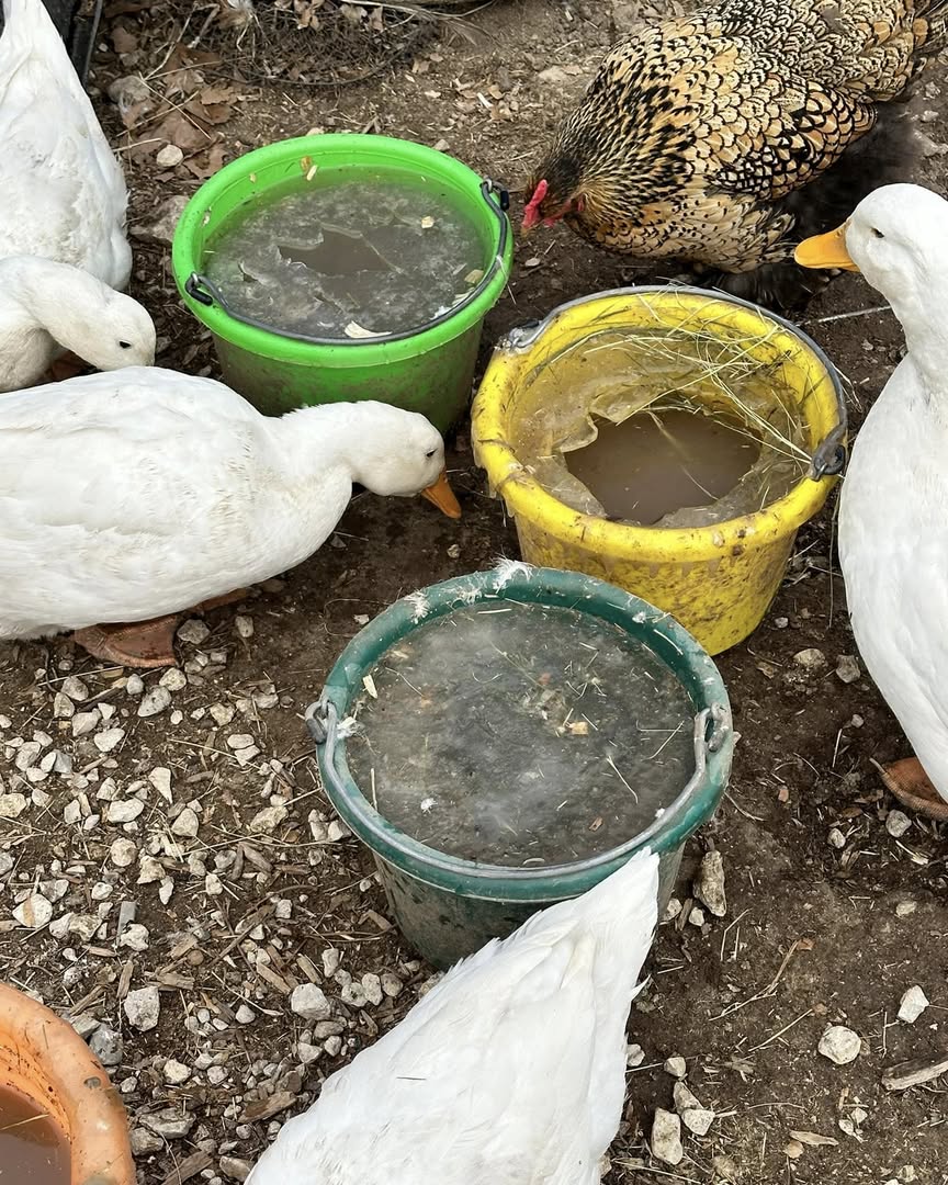chicken and ducks near icy and frozen water buckets