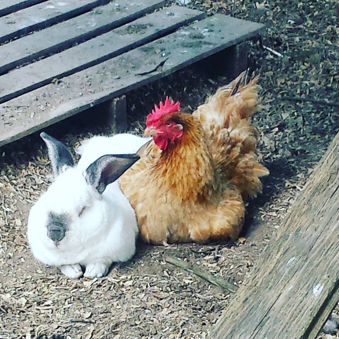 chicken and rabbit in homestead