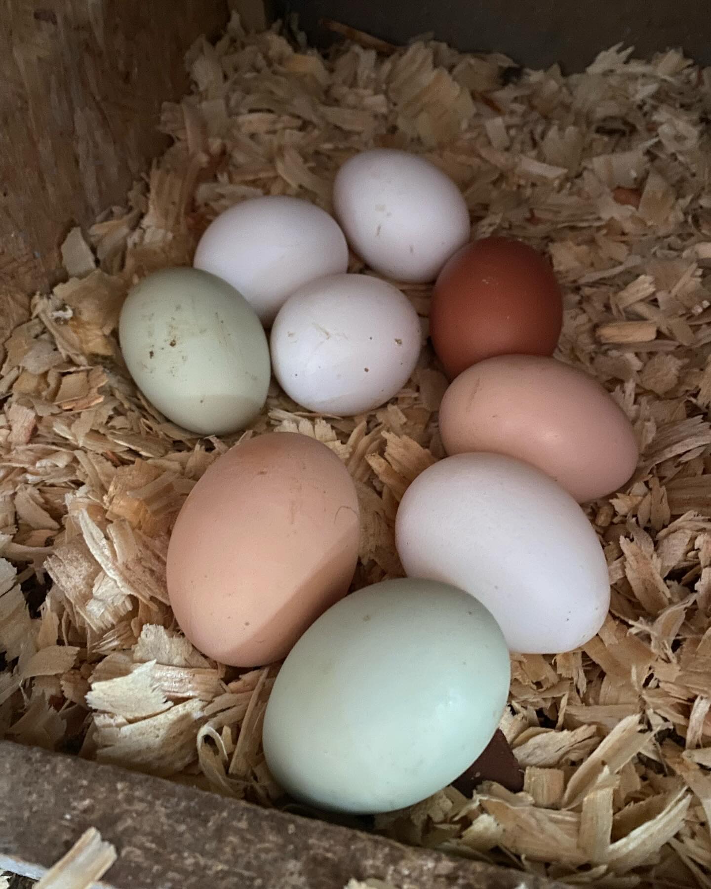 chicken eggs in nest box