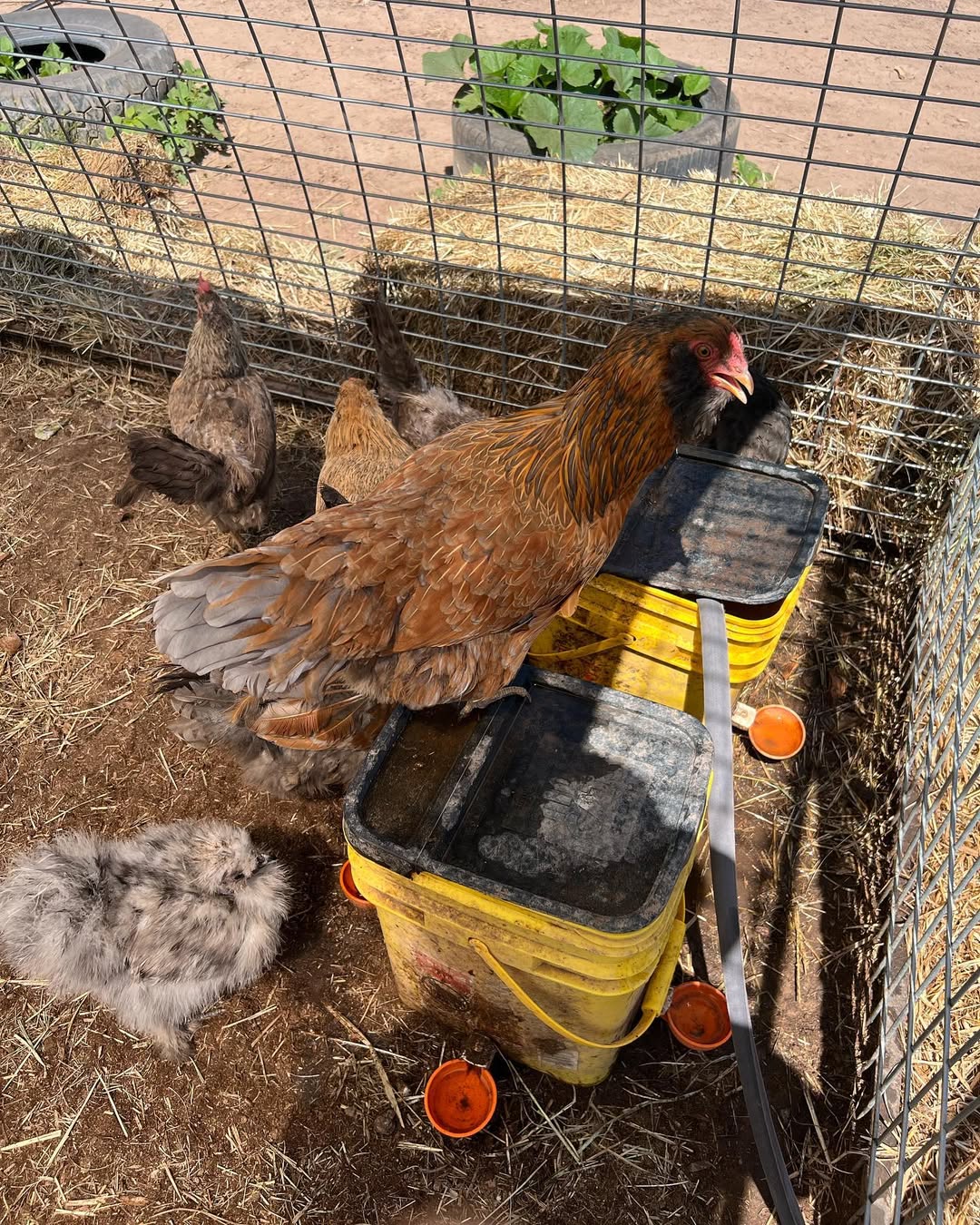 chickens around water tanks