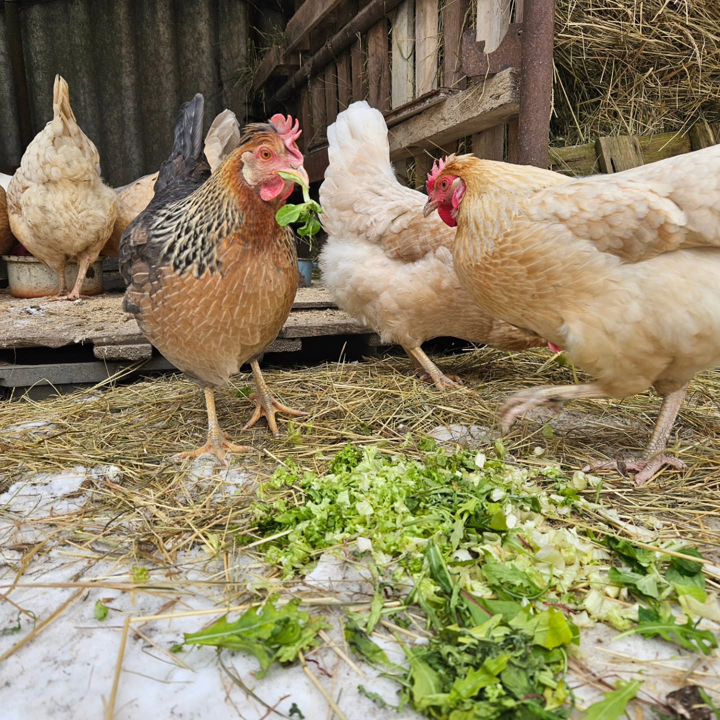 chickens eating greens