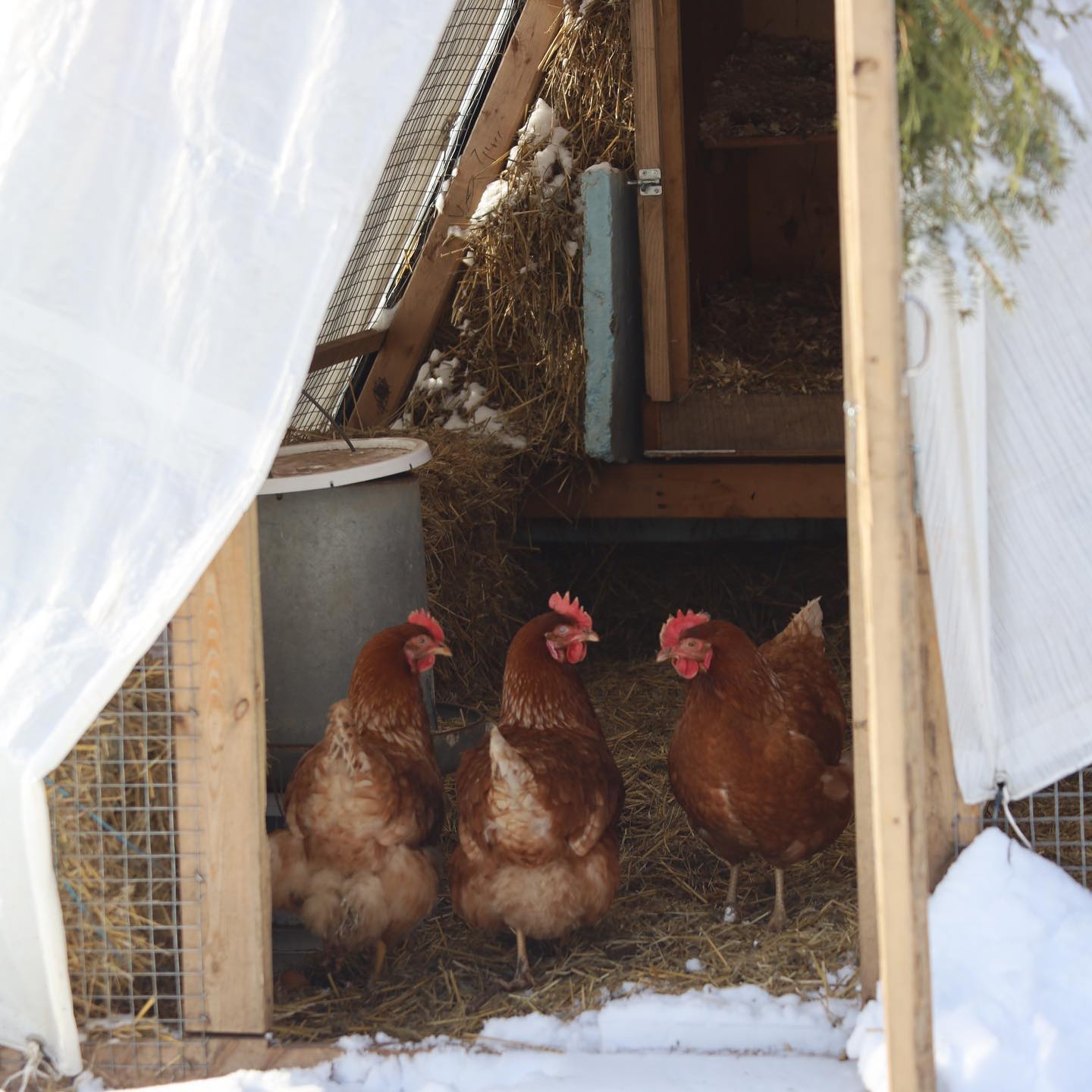 chickens inside winter coop
