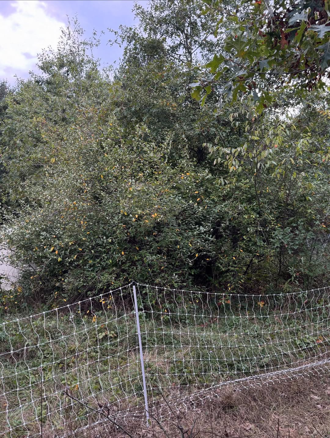 electric fence for goats