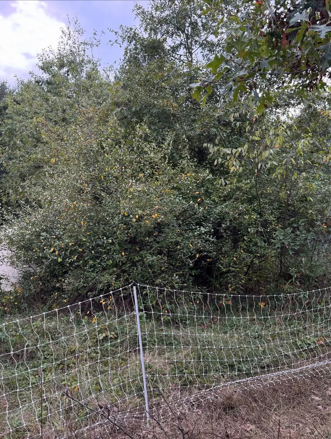 electric fence for goats