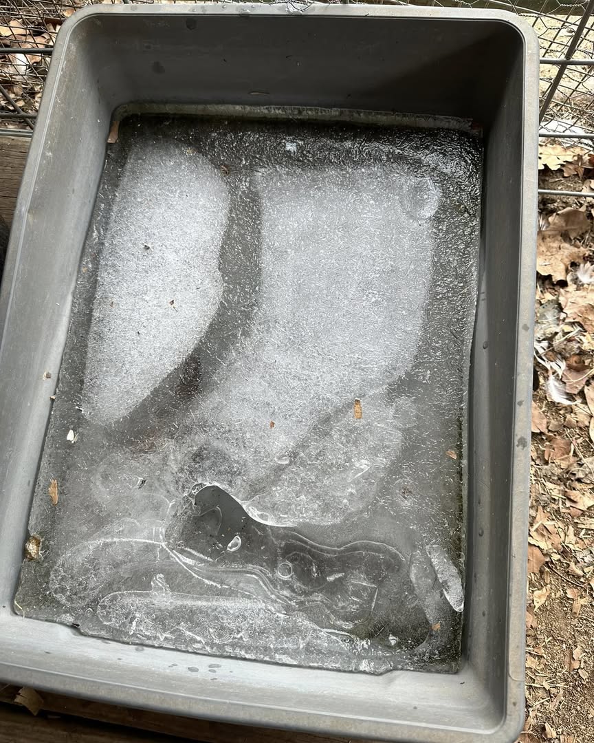 frozen water container for livestock