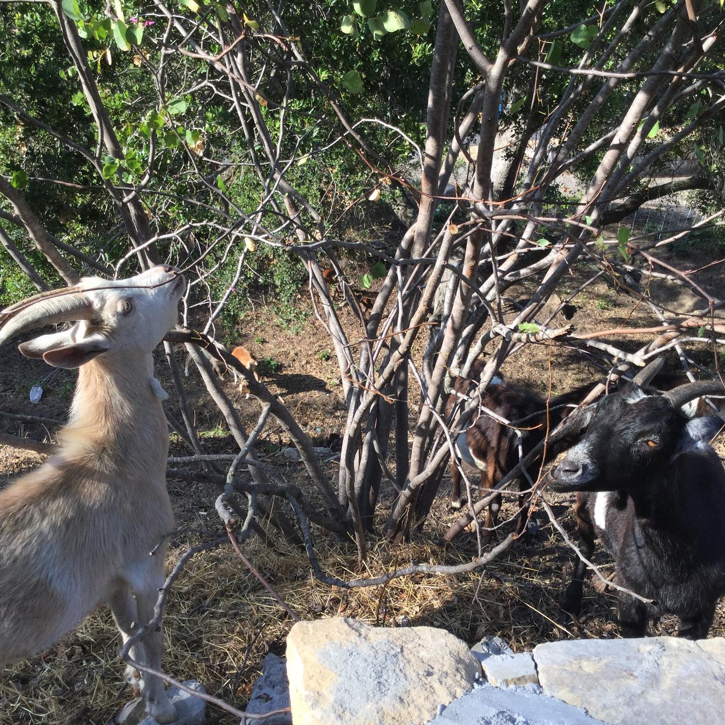 goats eating out shrubs