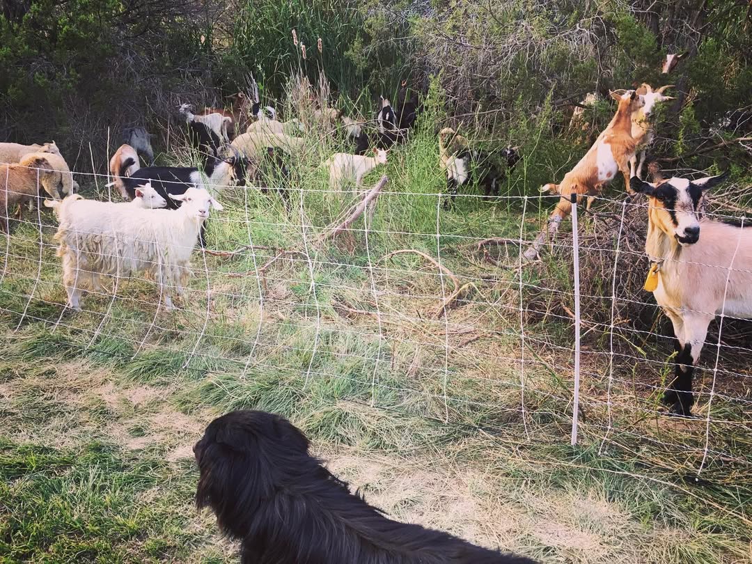 goats foraging and a dog herding