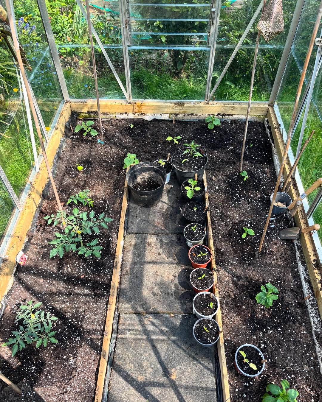 growing vegetables in greenhouse