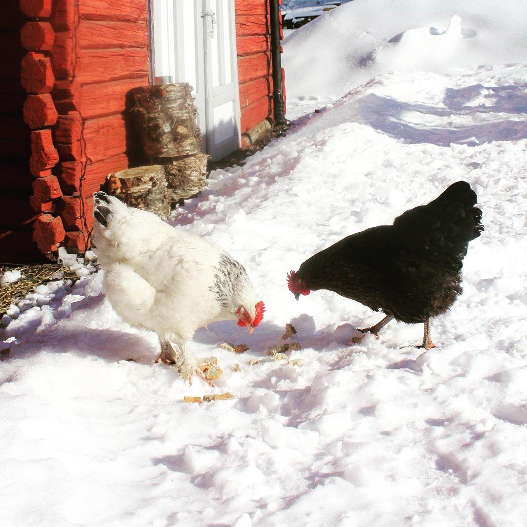 hens foraging in snow
