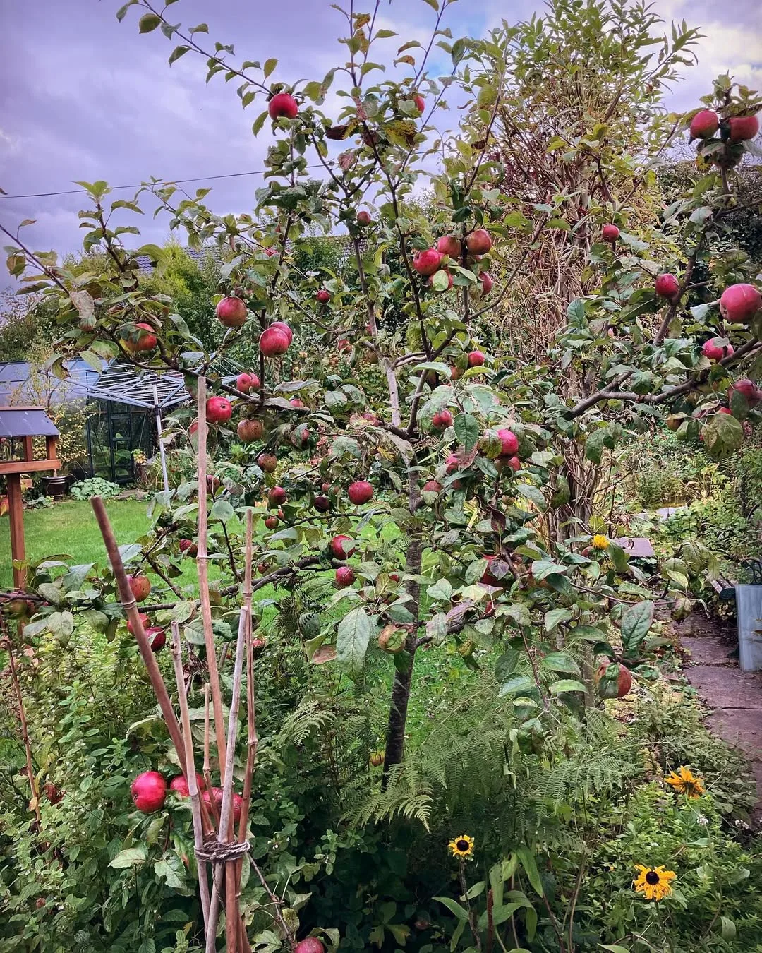 mini fruit orchard