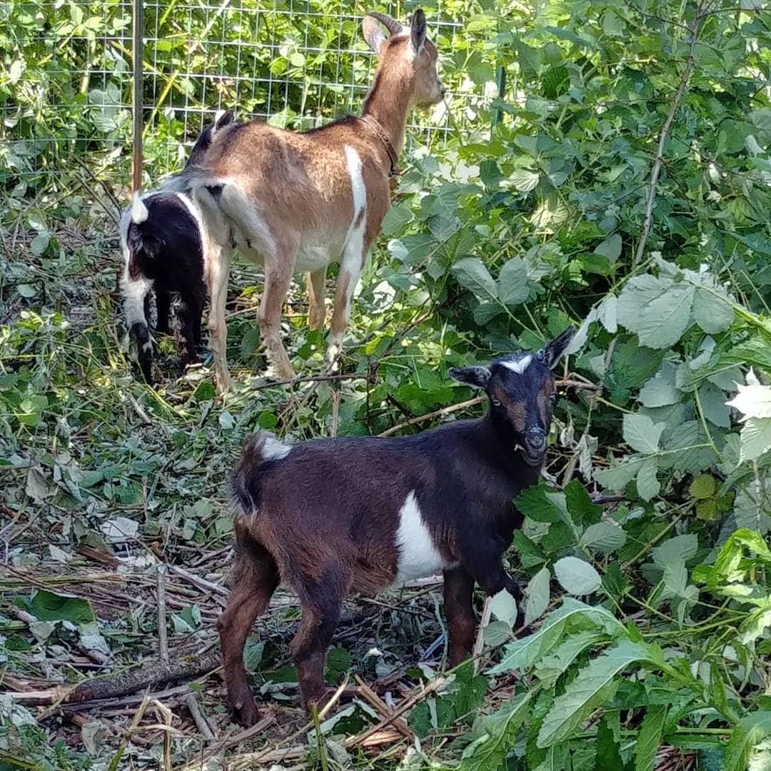 nigerian dwarf goats foraging under the fence