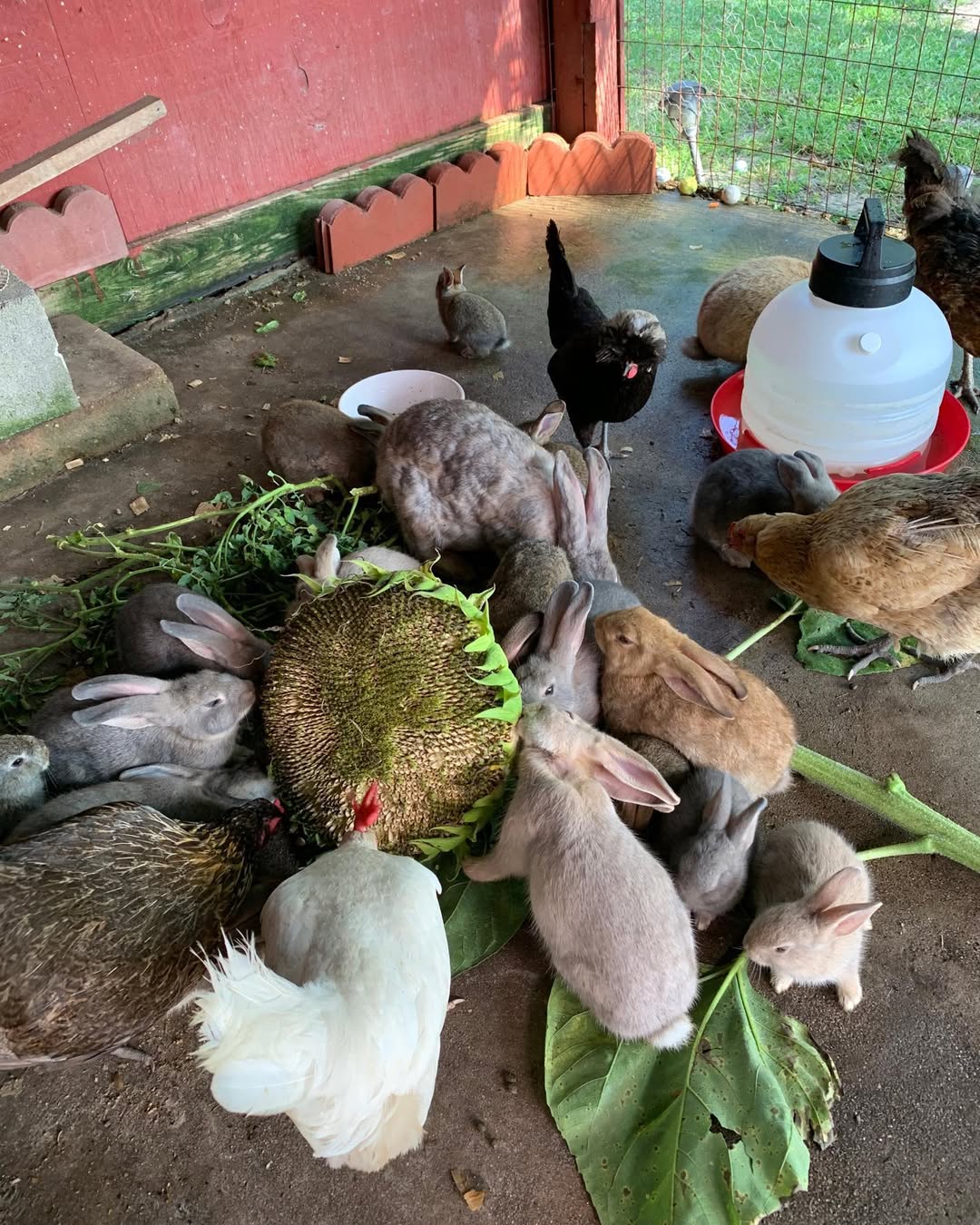 rabbits and chickens eating feed