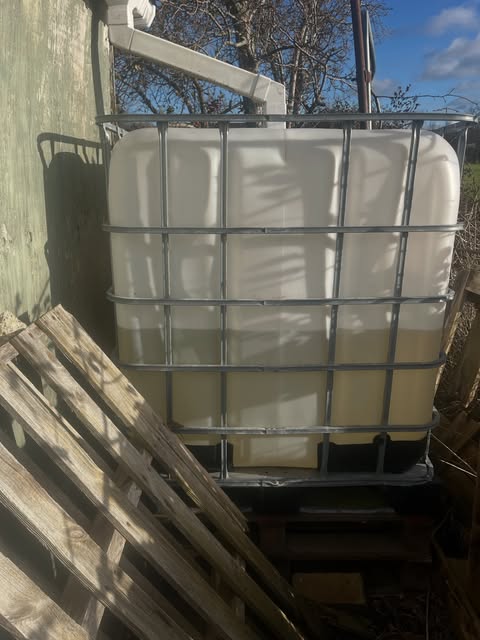 rainwater harvest in backyard