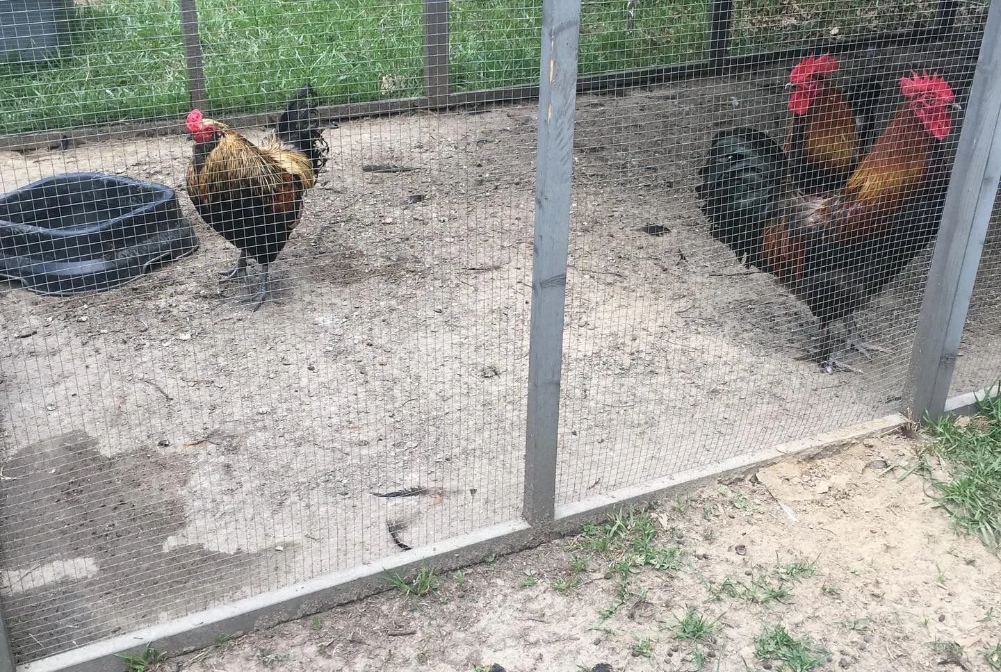 rooster chickens in the run