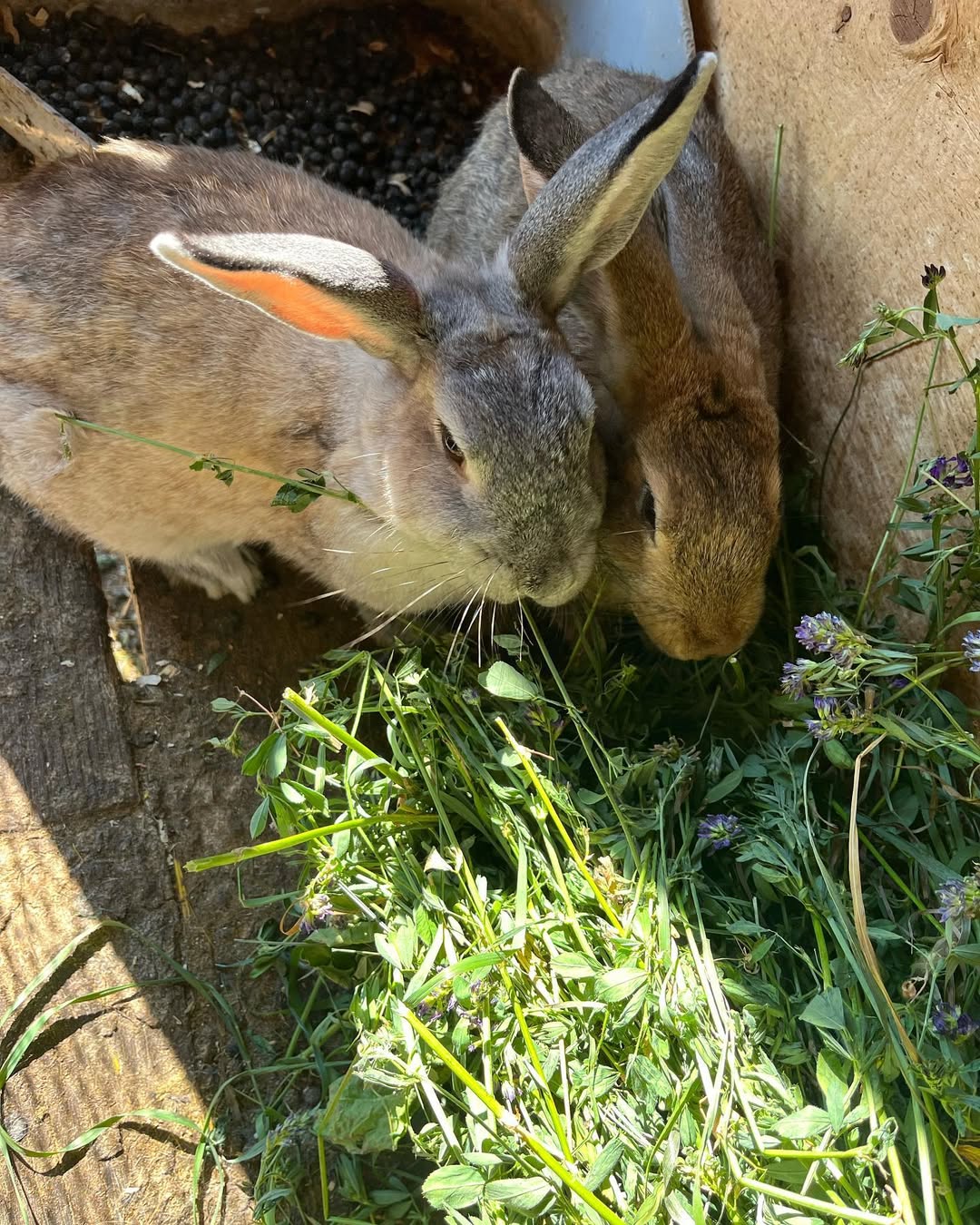 two rabbits eating grass in the hutch