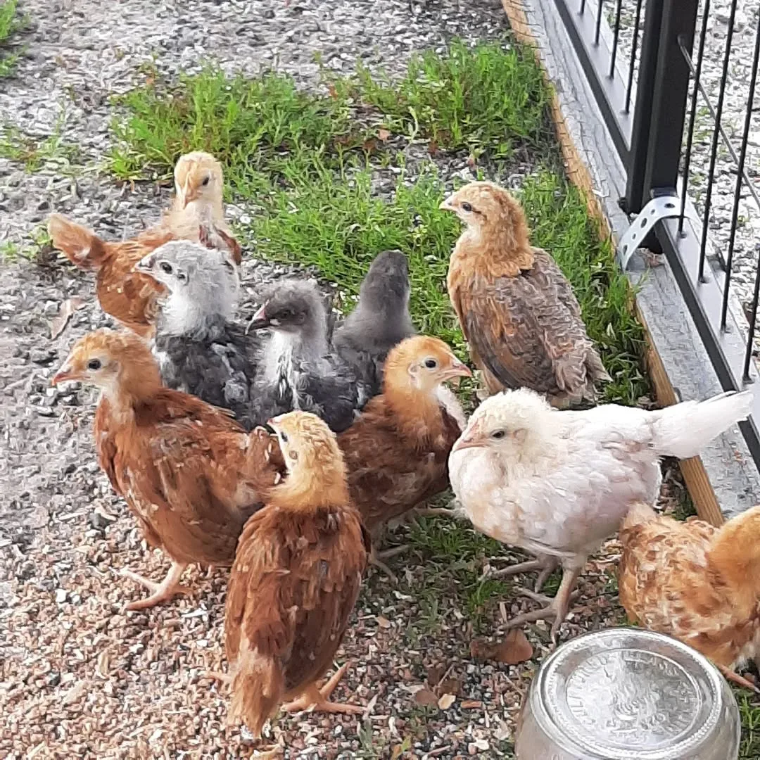 young chickens on homestead