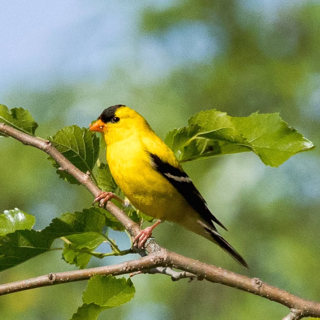 American Goldfinch