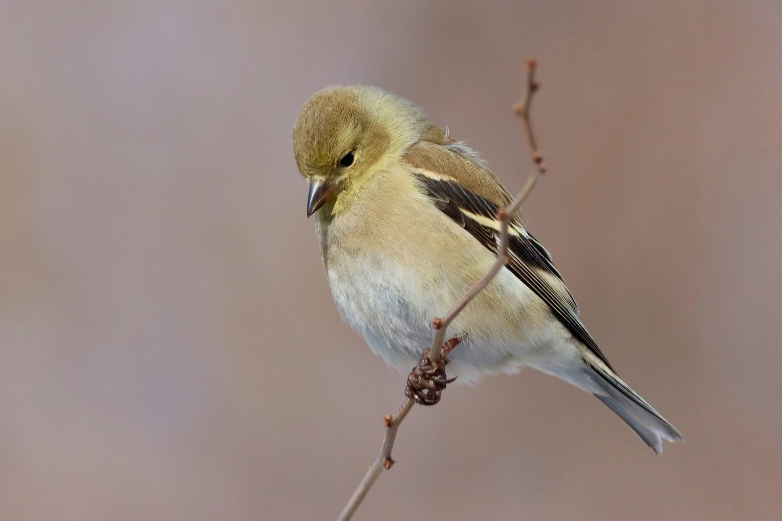American Goldfinch on tree branch
