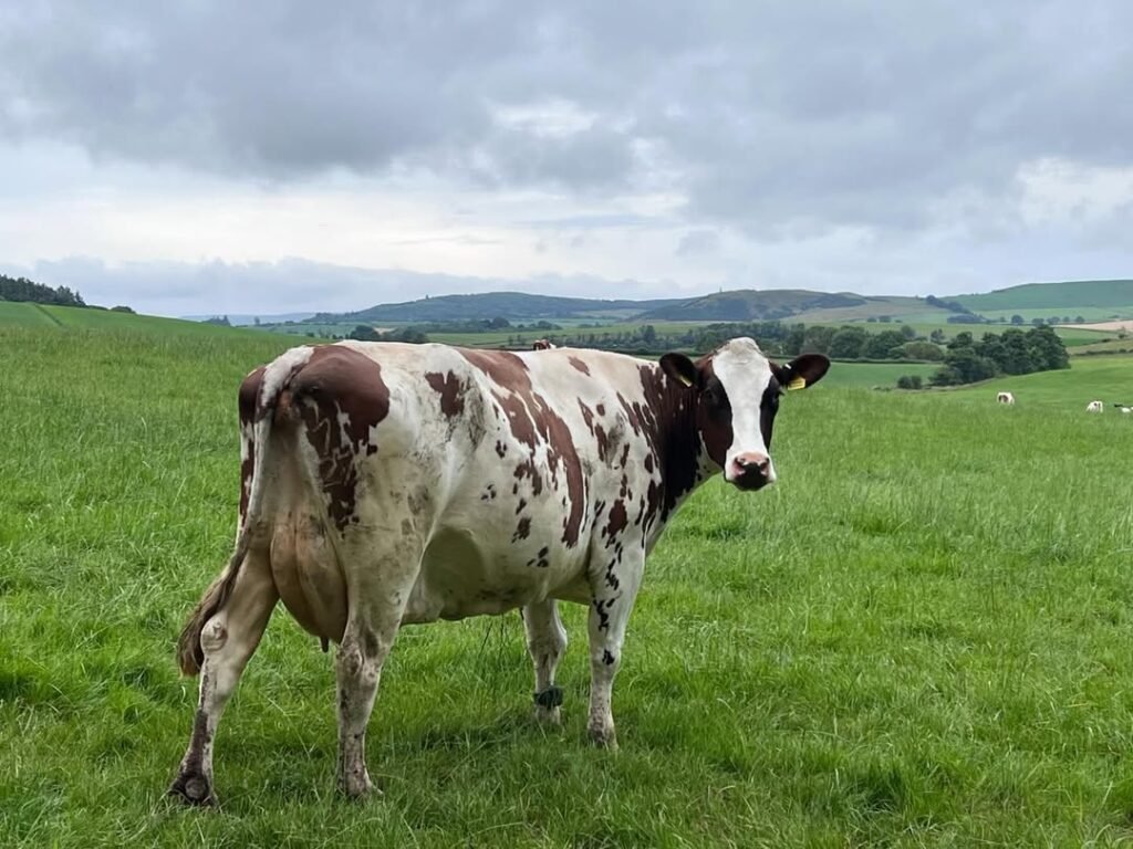 Ayrshire Cow