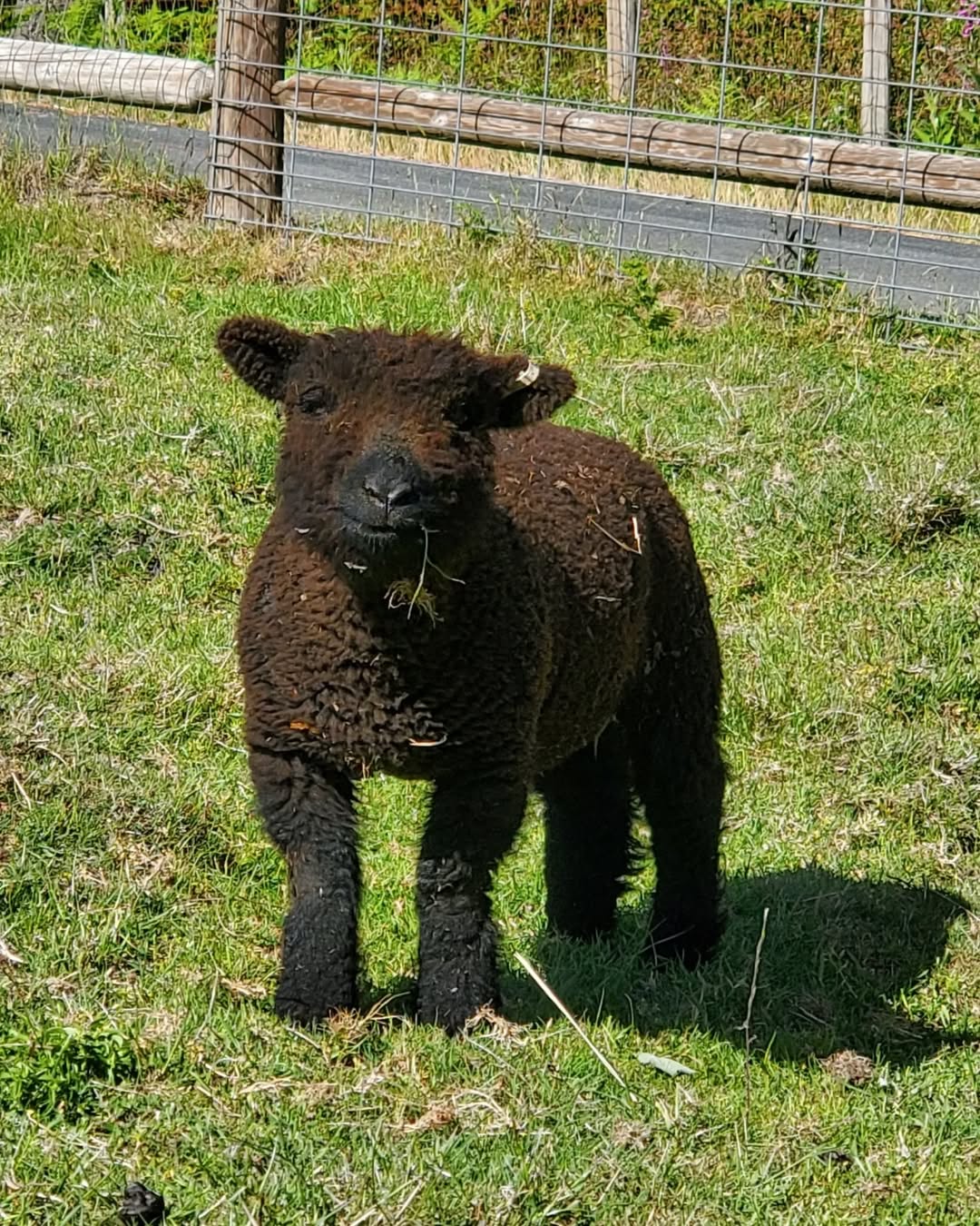Babydoll Southdown Sheep