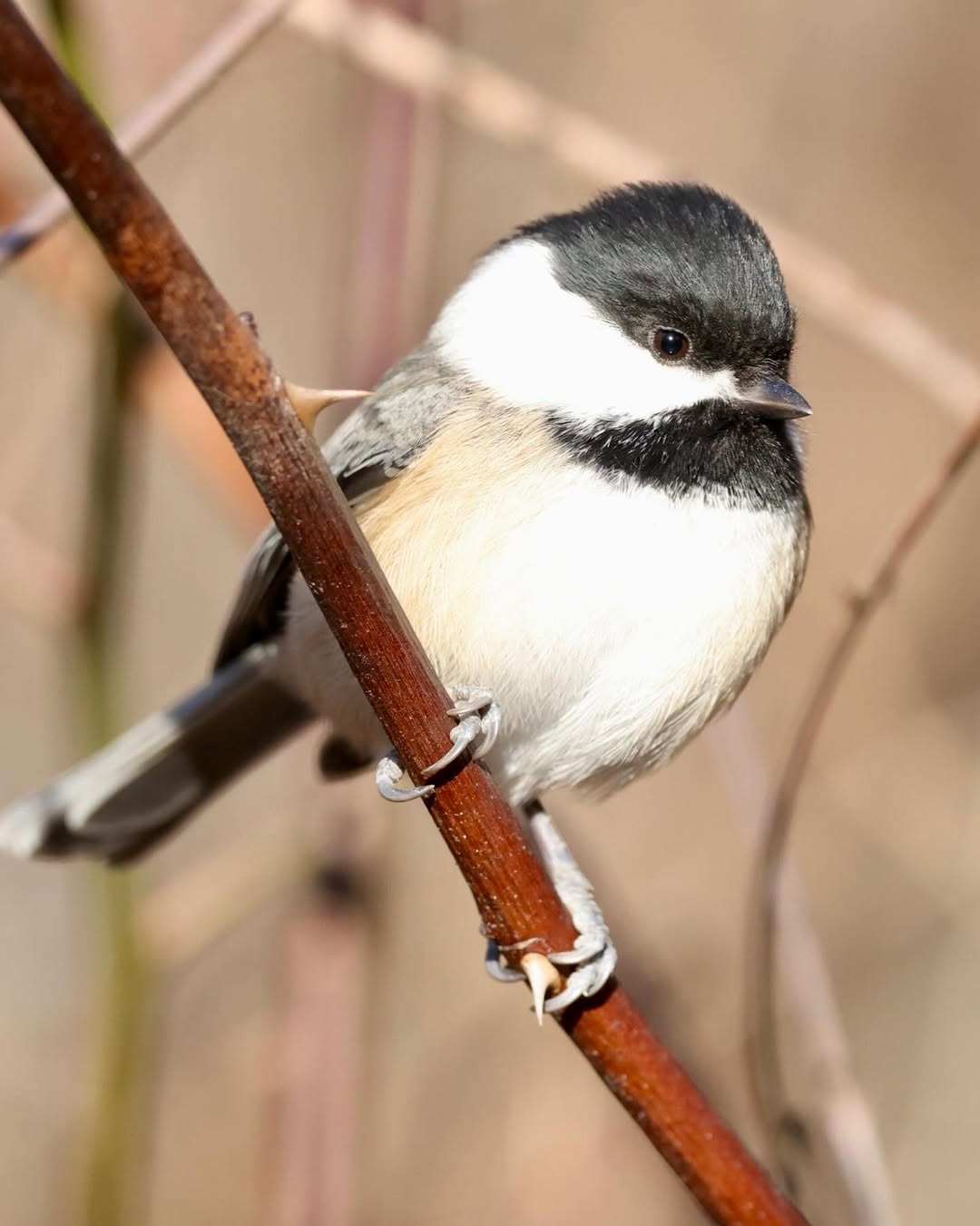 Black-Capped Chickadee