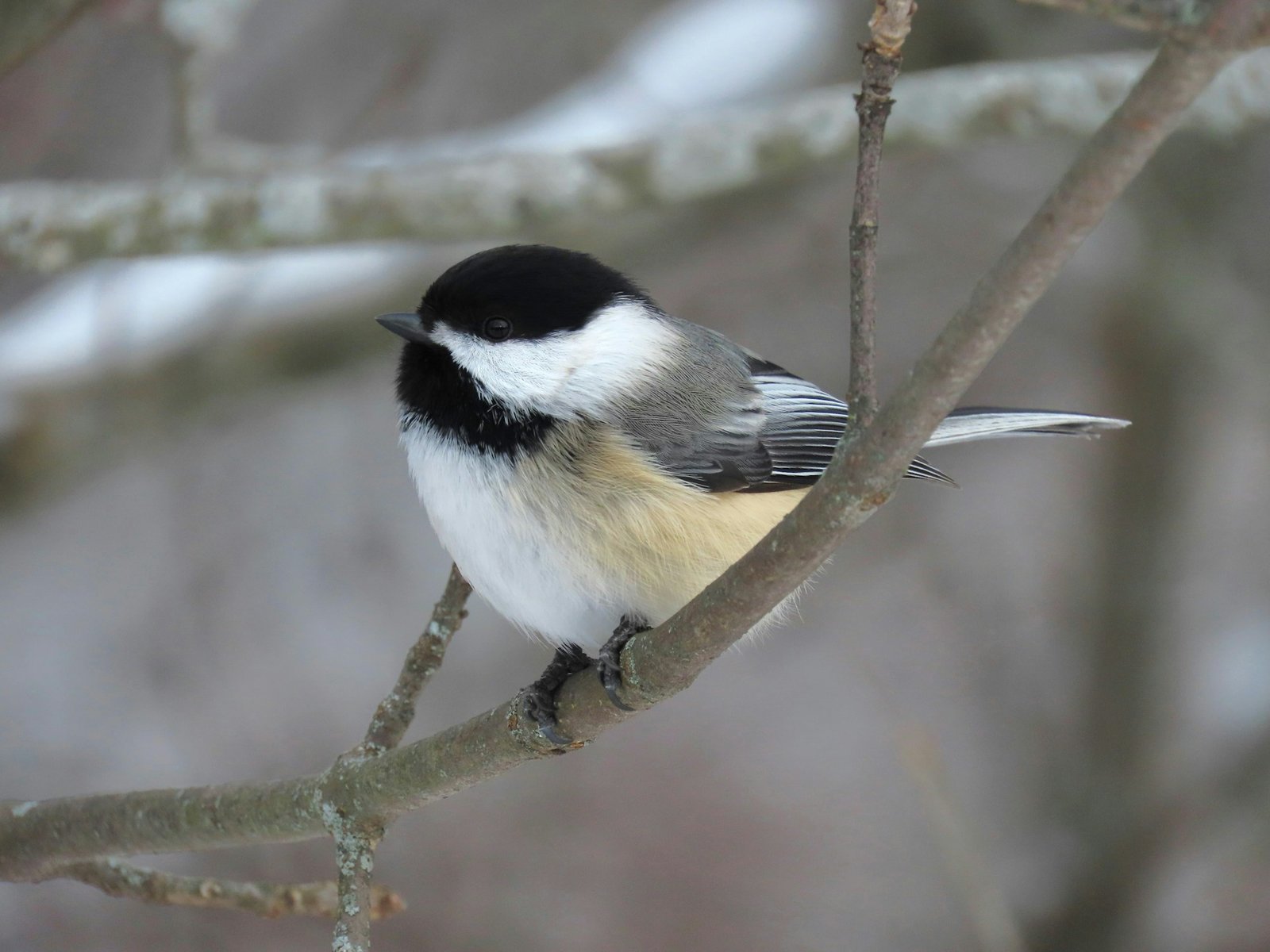 Black-Capped Chickadee on tree