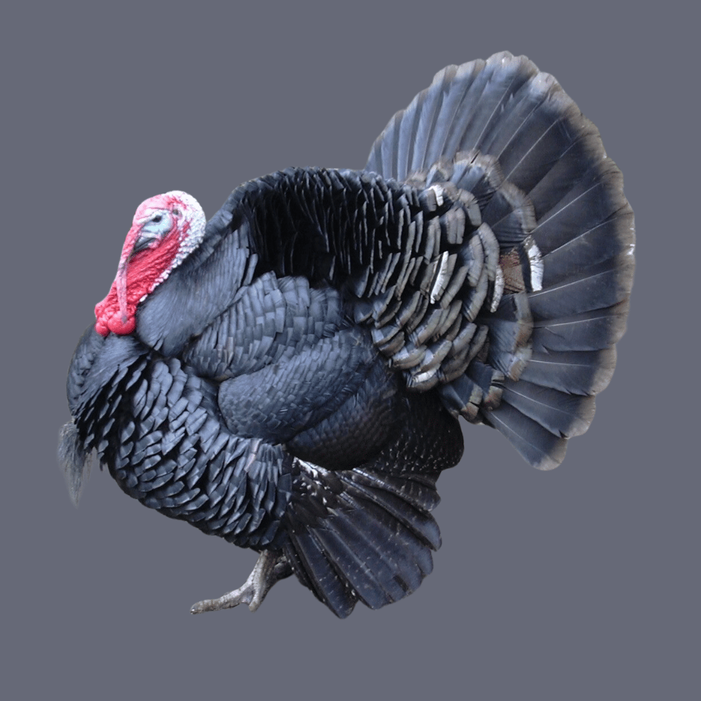 Black Spanish Turkey