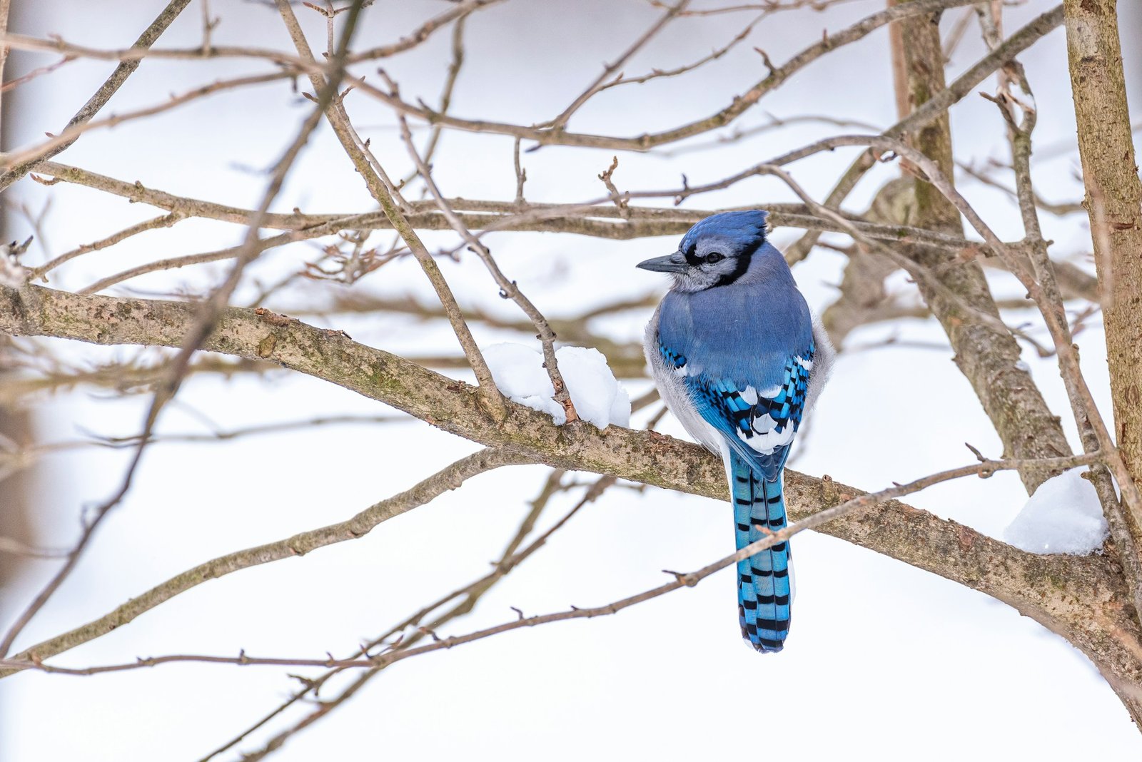 Blue Jay on tree branch