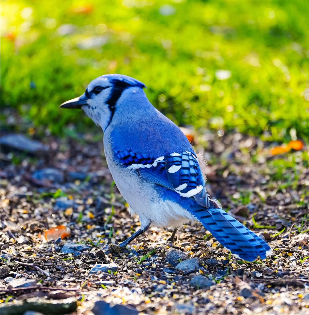 Blue Jay