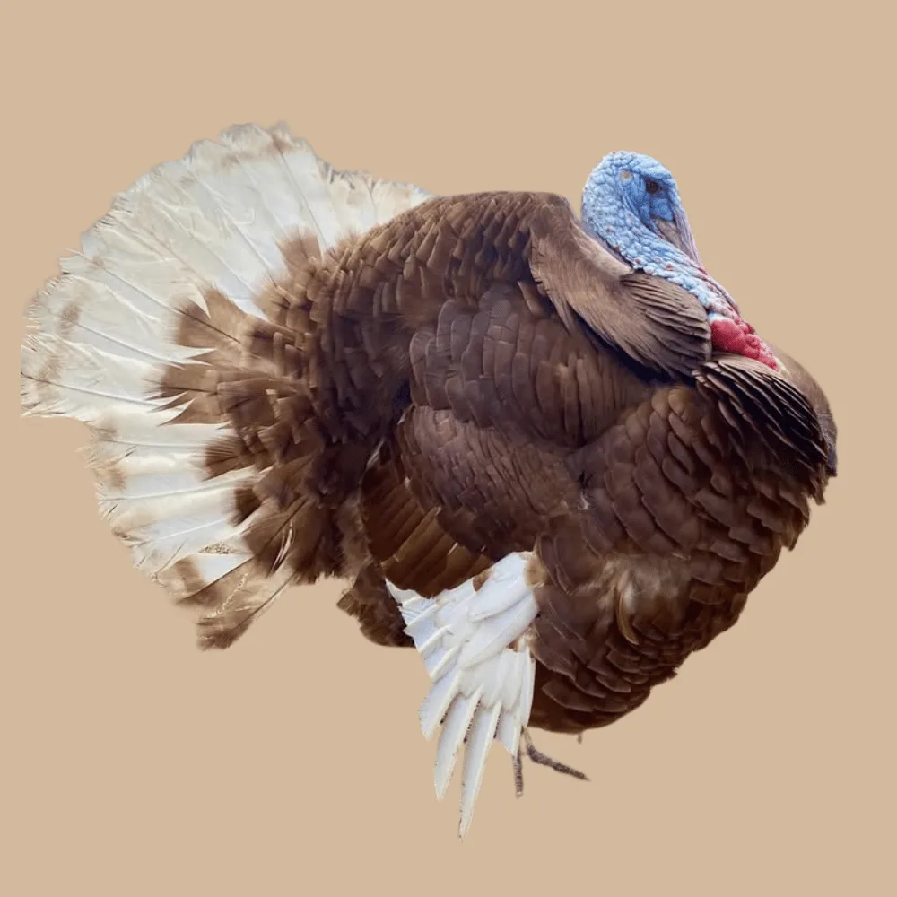 Bourbon Red Turkey