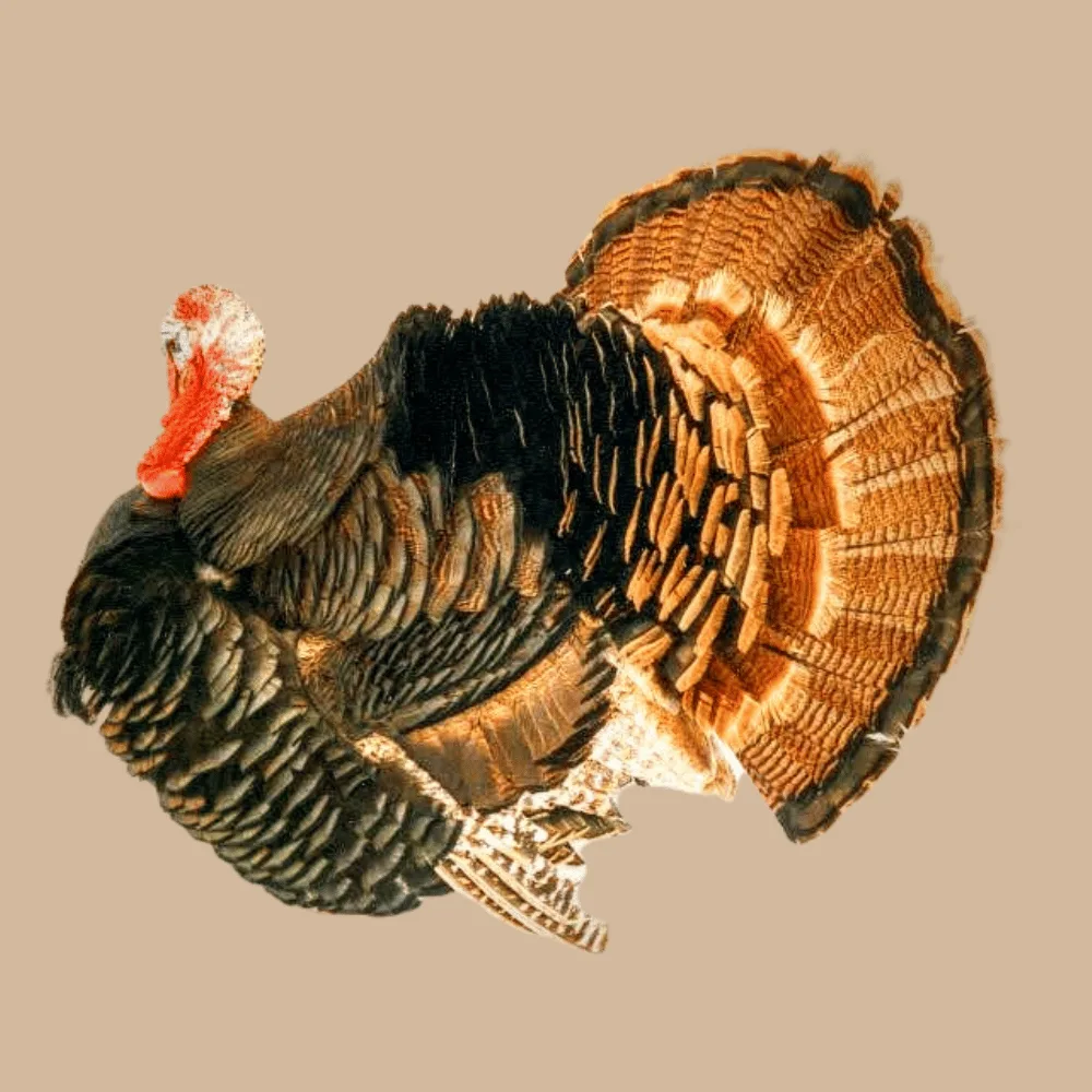 Bronze Turkey
