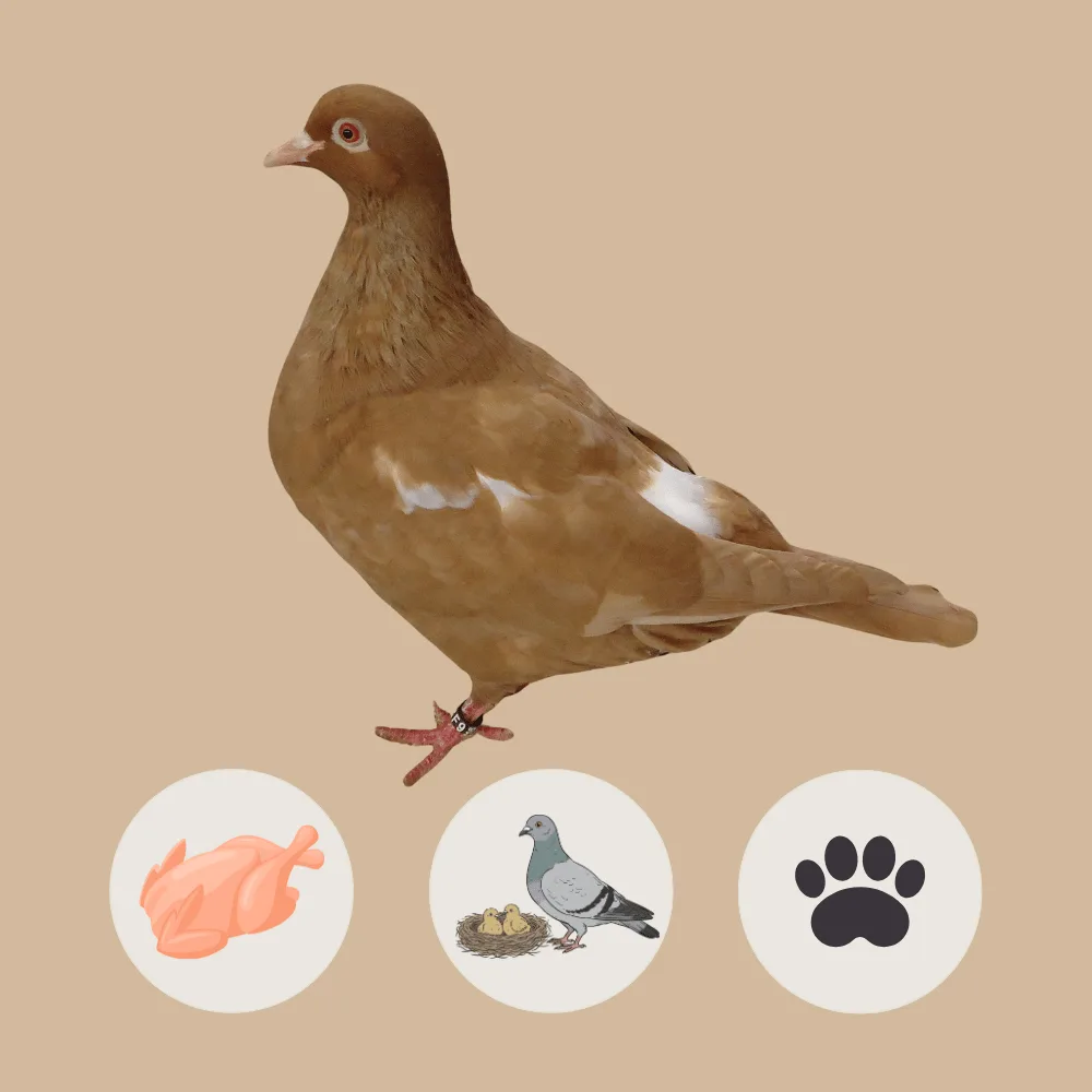 Carneau Pigeon
