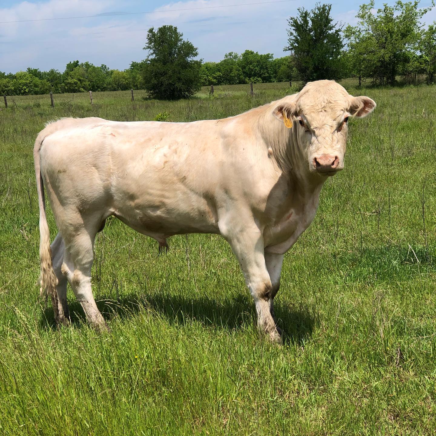 Charolais cattle