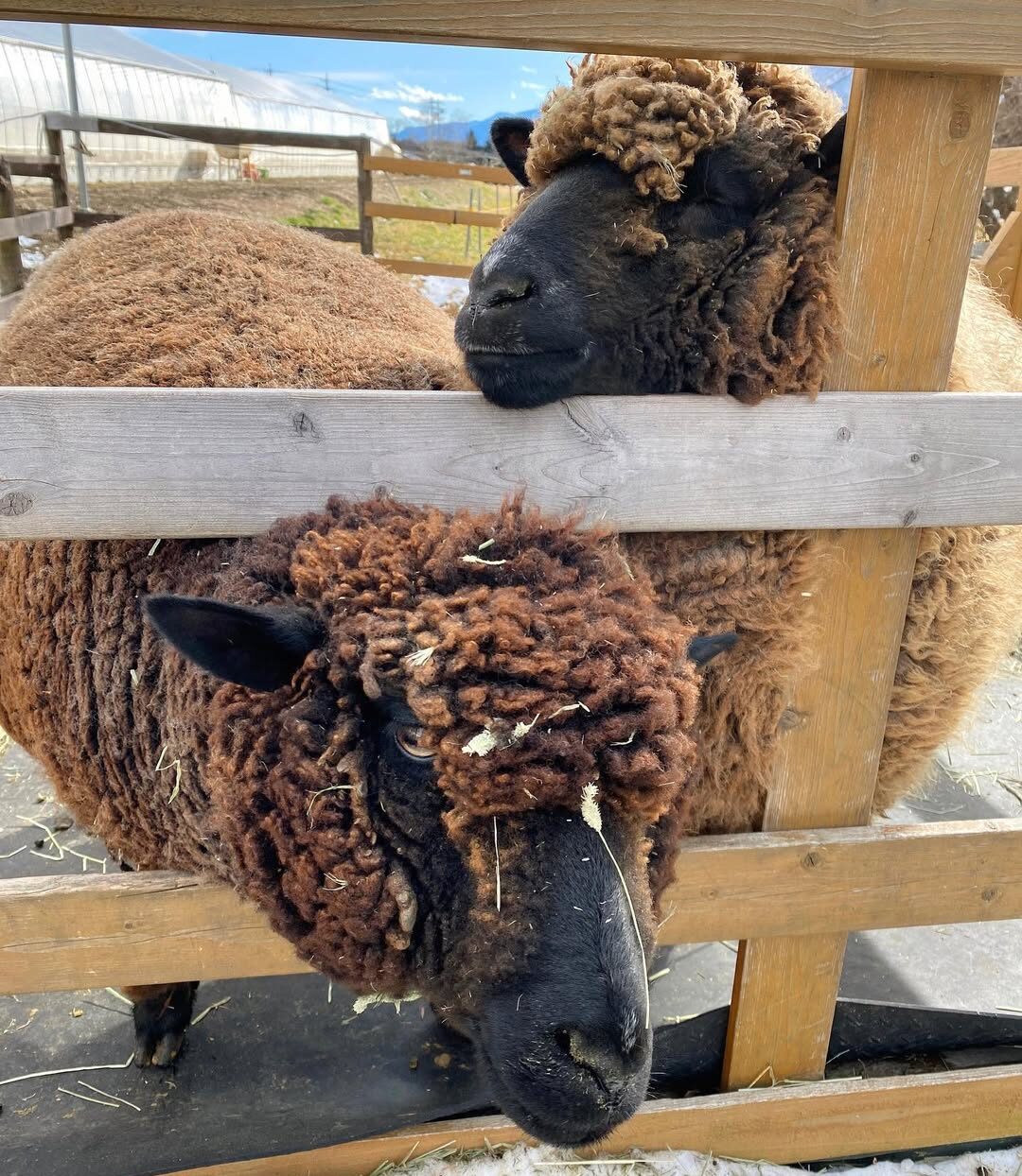 Corriedale Sheep