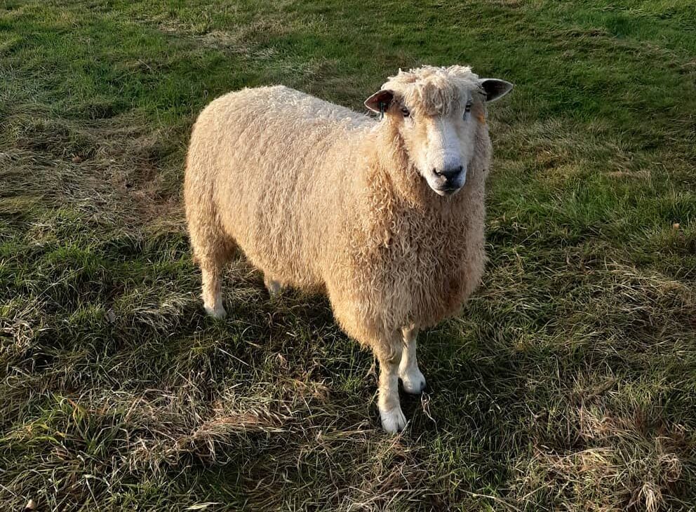 Cotswold Sheep