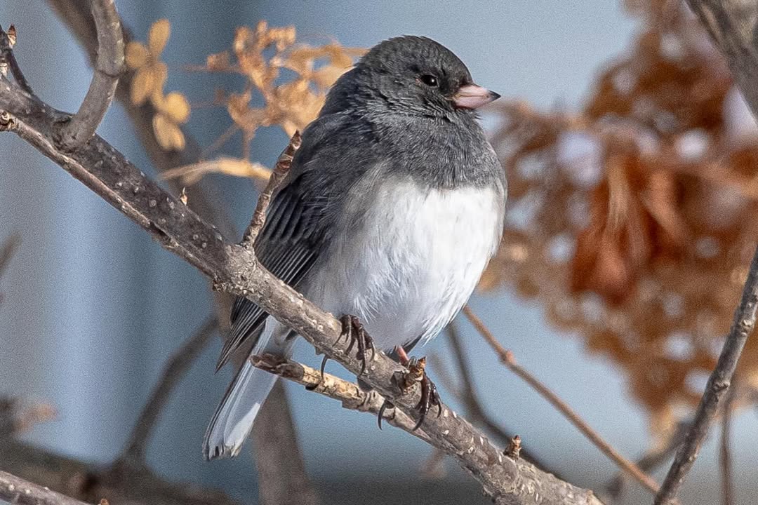 Dark-Eyed Junco