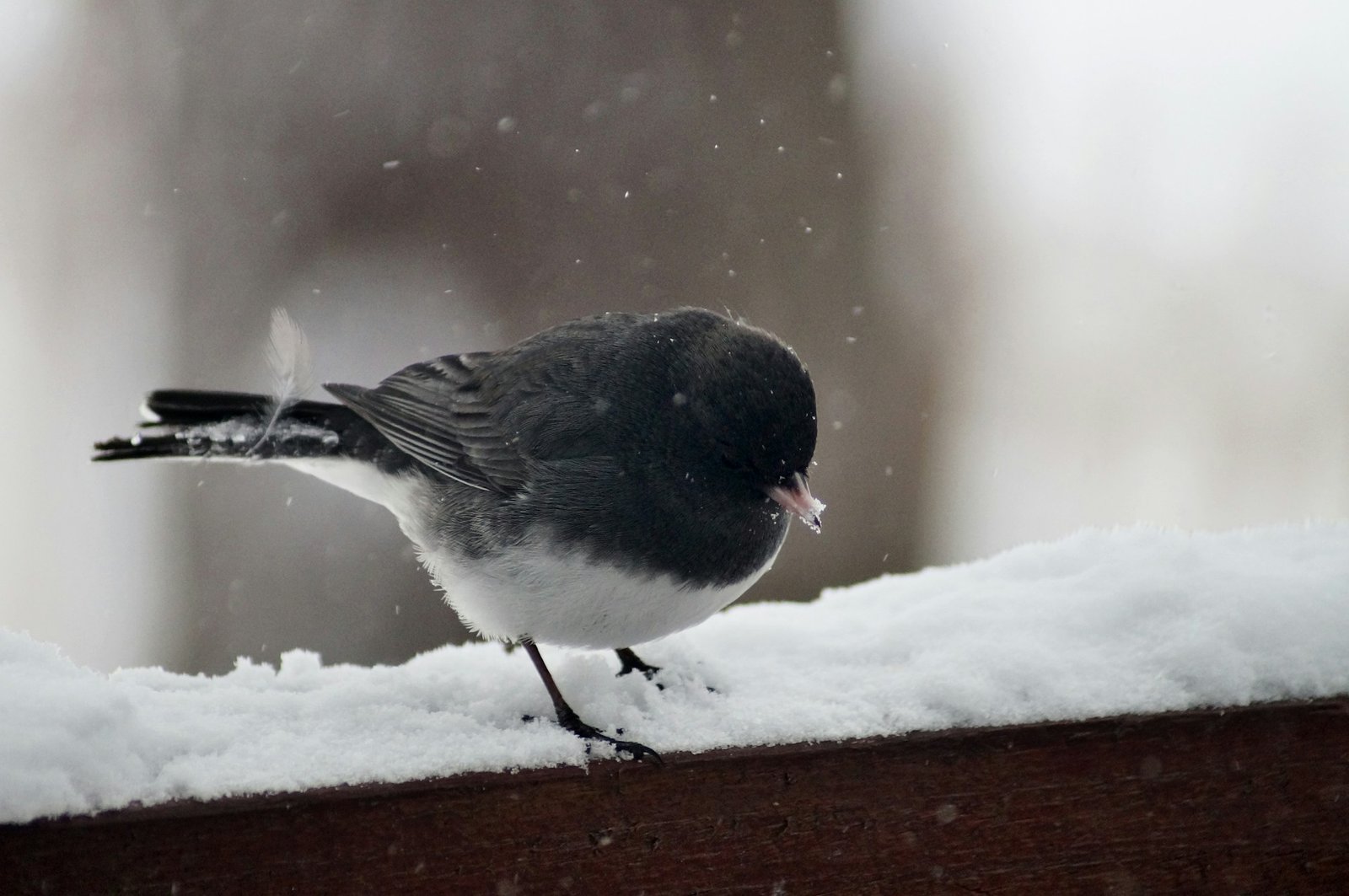 Dark-Eyed Junco in snow