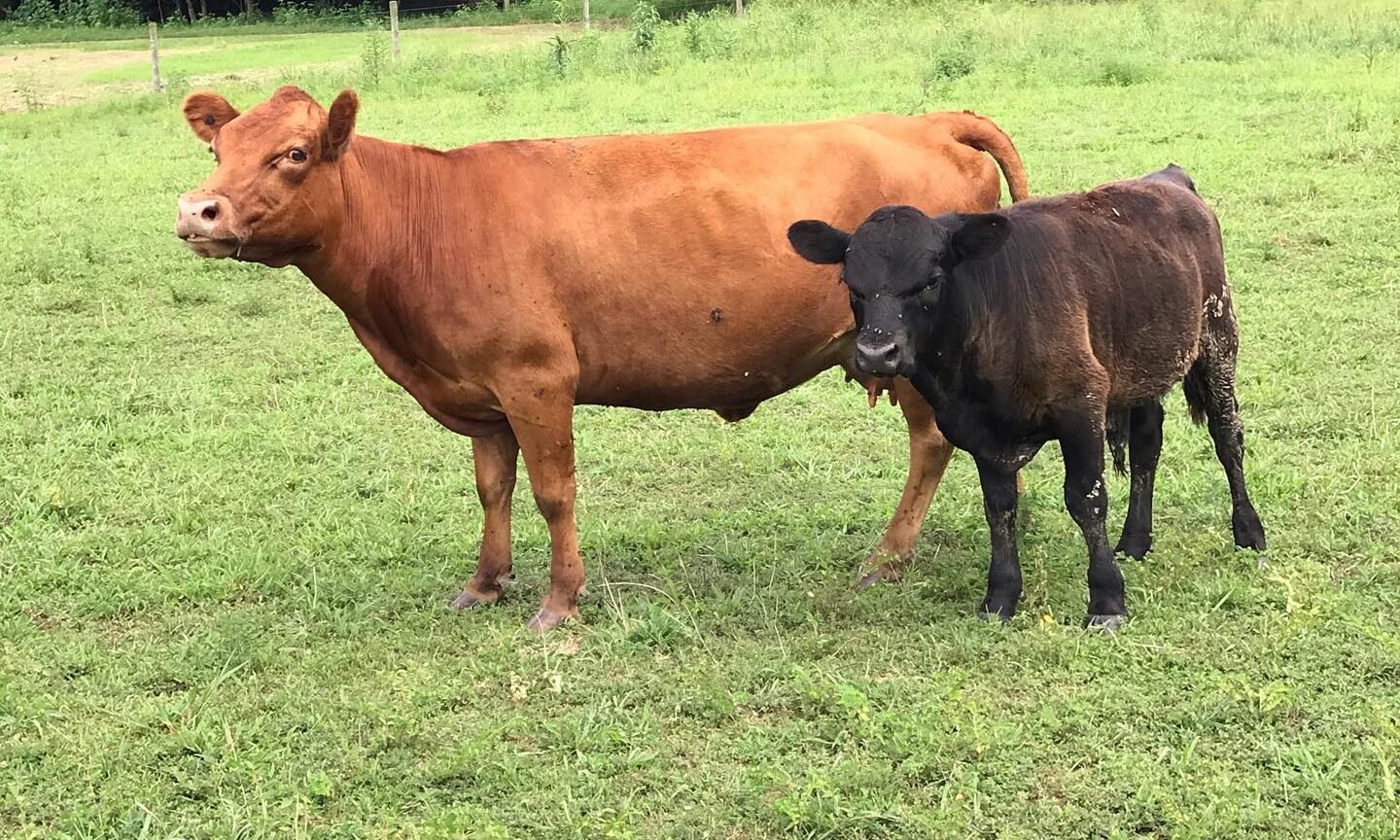 Dexter cows in the pasture land
