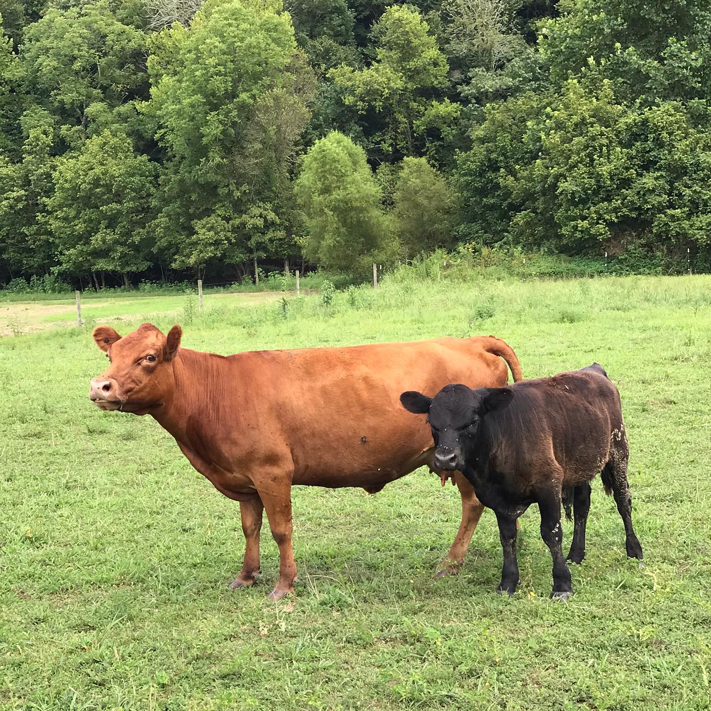 Dexter cows in the pasture land