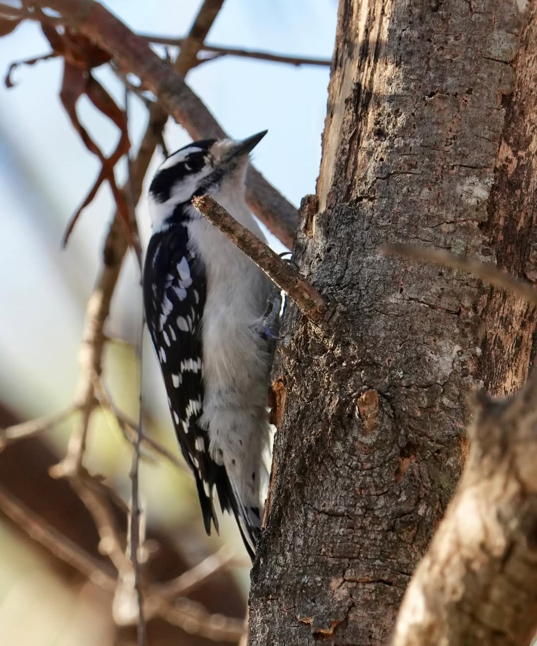 Downy Woodpecker