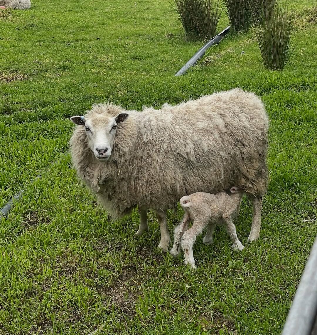 Finnsheep mother and lamb