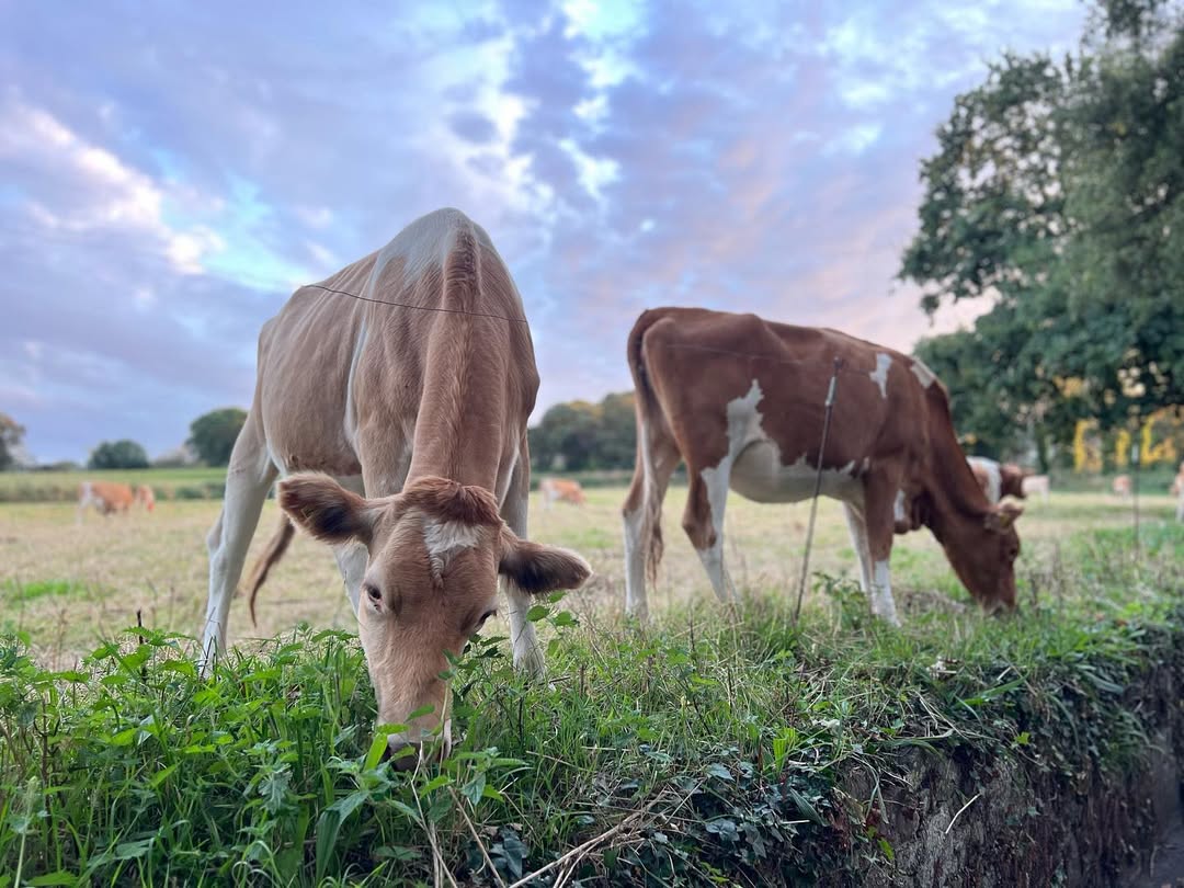 Guernsey Cows