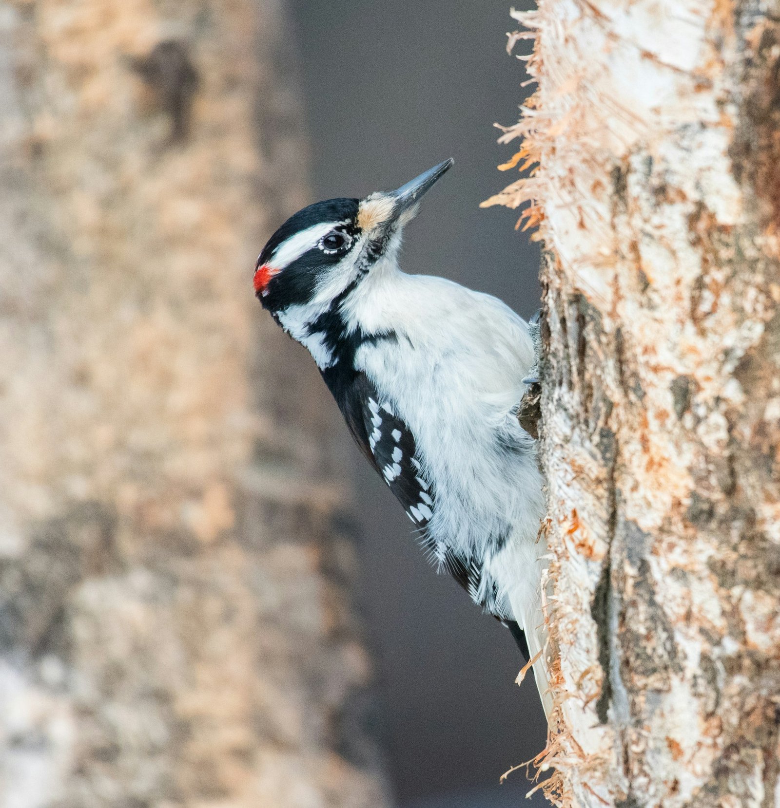 Hairy Woodpecker pecking tree
