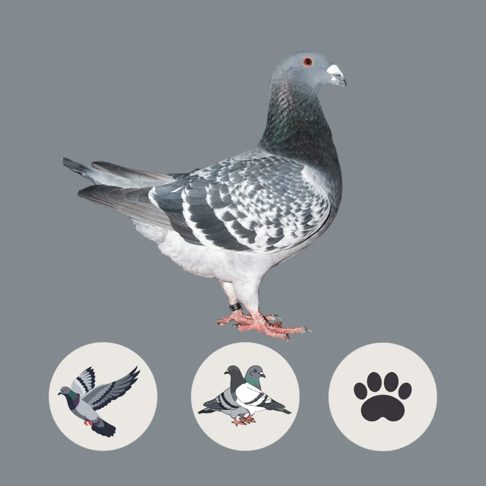 Homer Pigeon
