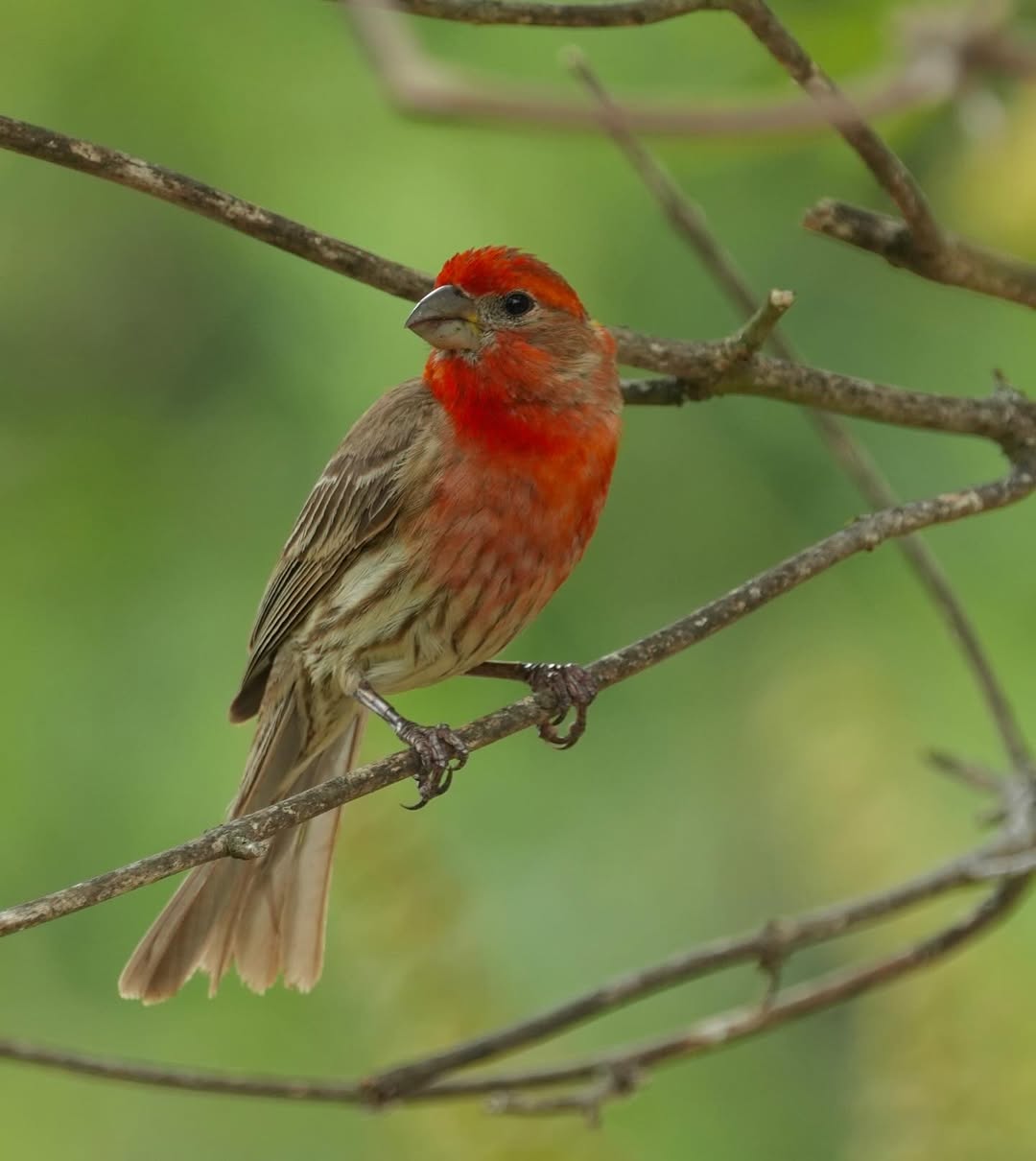 House Finch