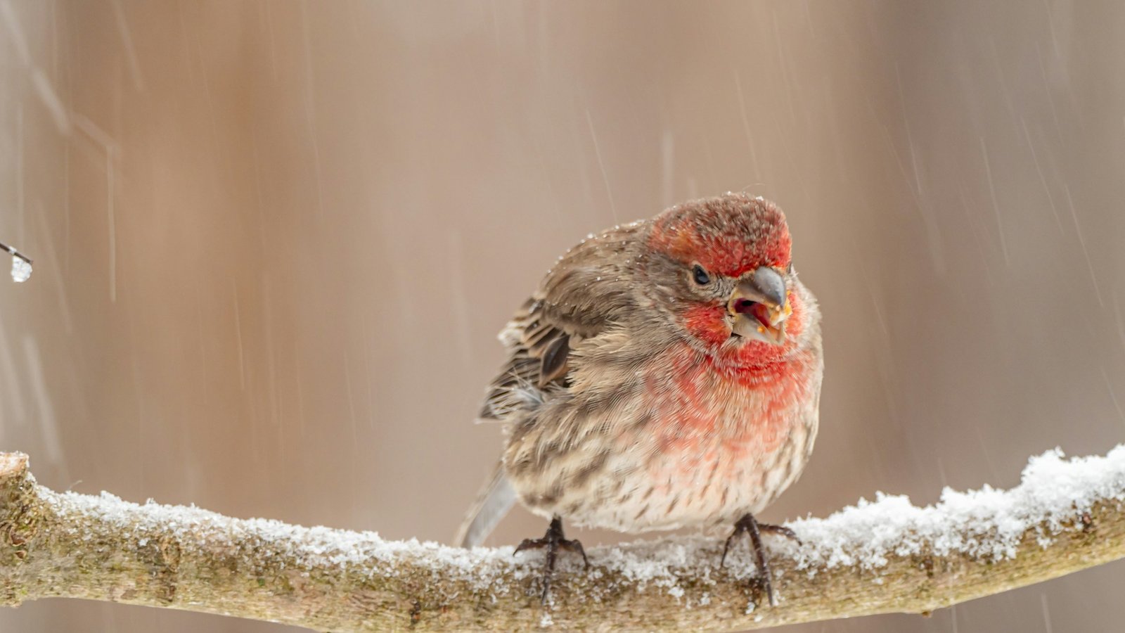 House Finch in snowy tree branch