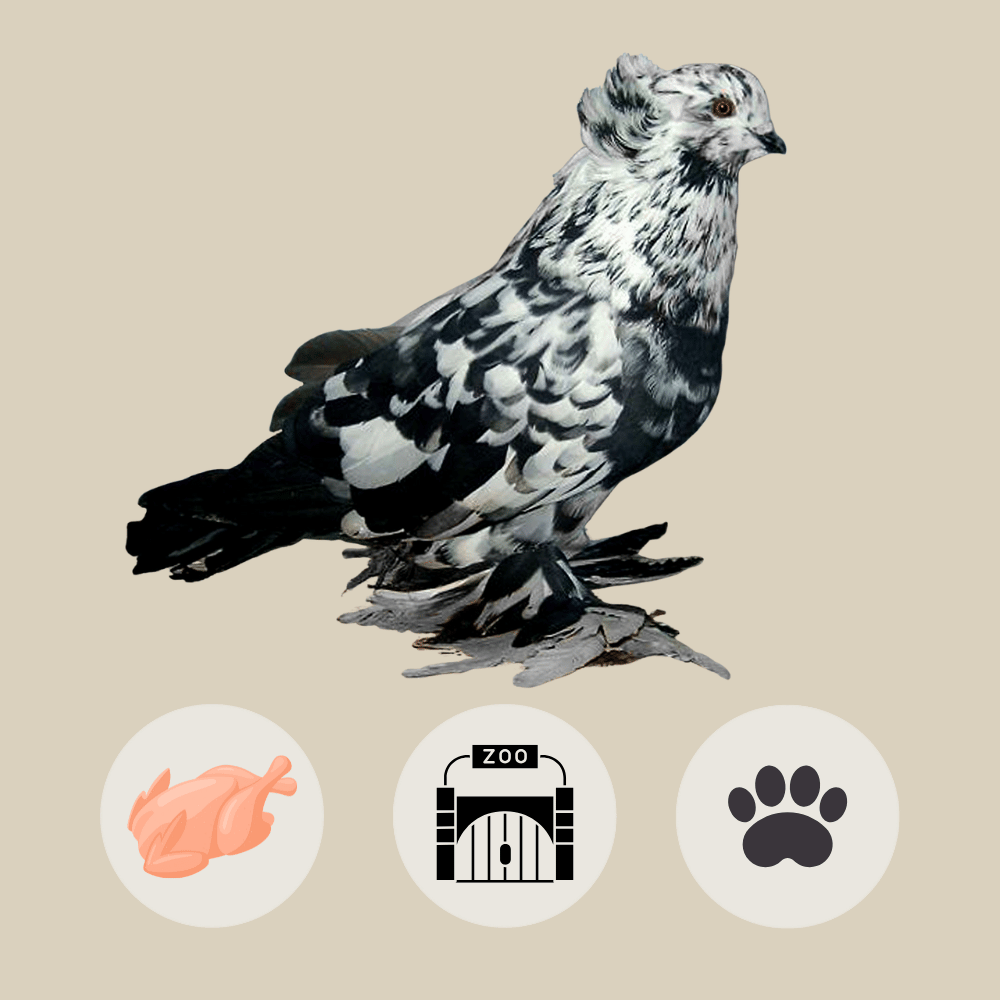 Hungarian Giant House Pigeon