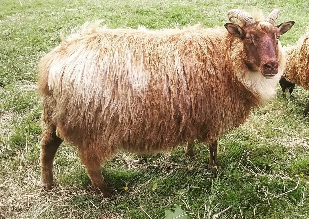 Icelandic Ewe Sheep