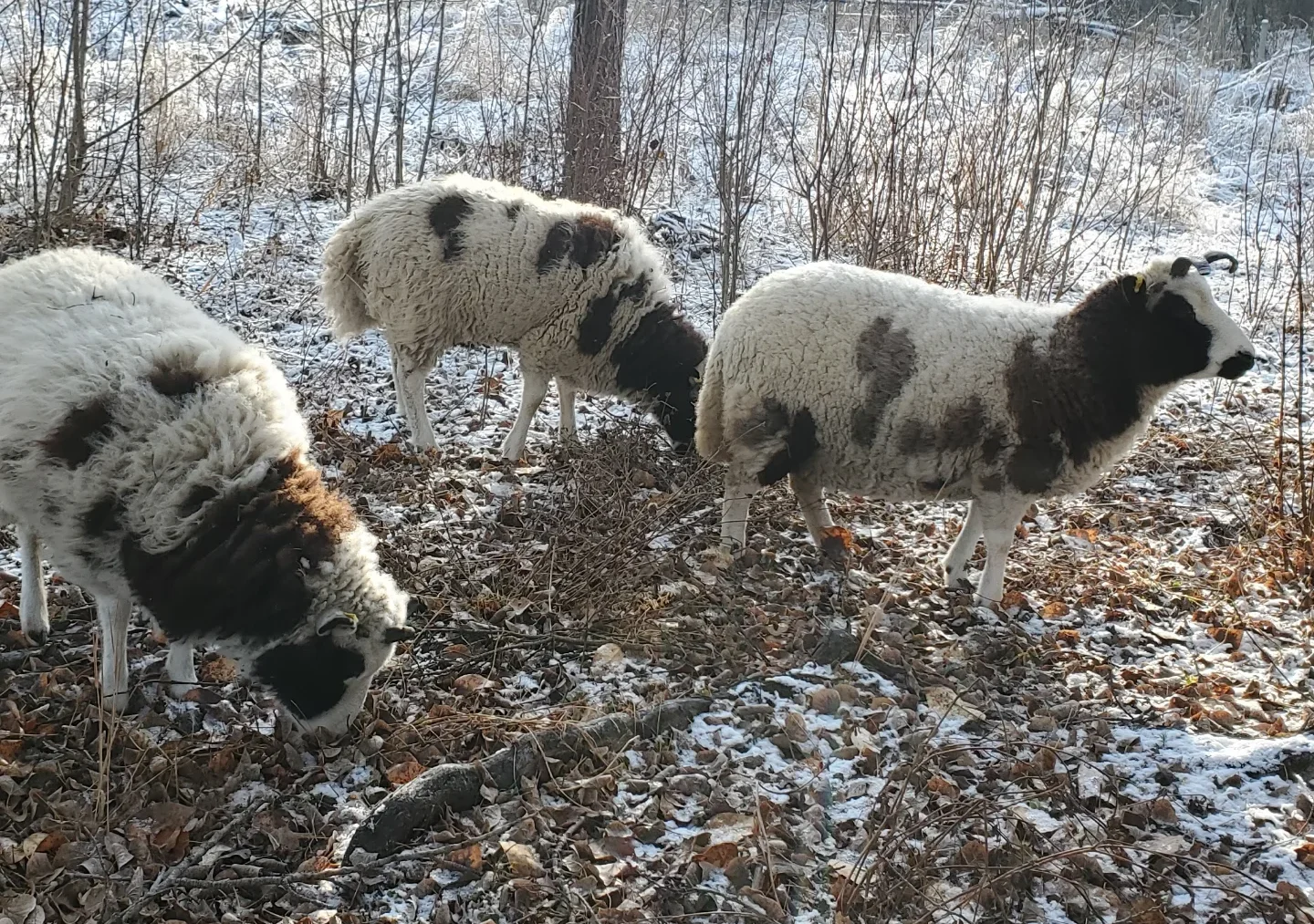 three Jacob Mini Sheep