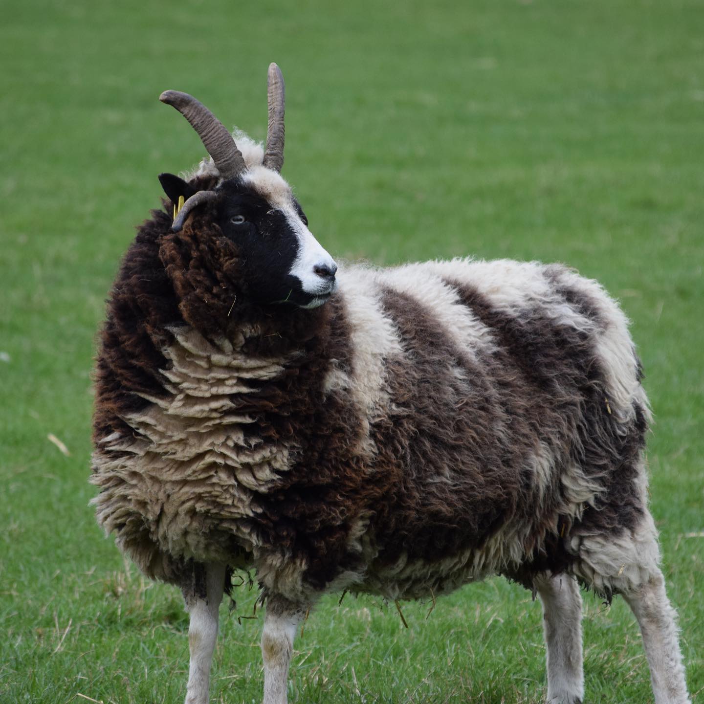 Jacob Sheep